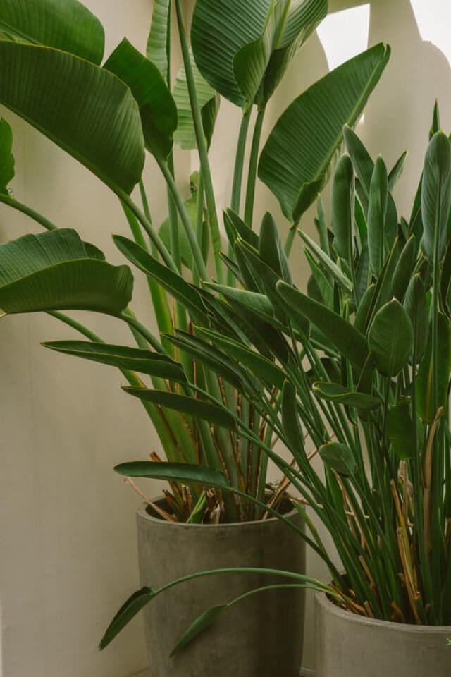 Spathiphyllum - immagine 2