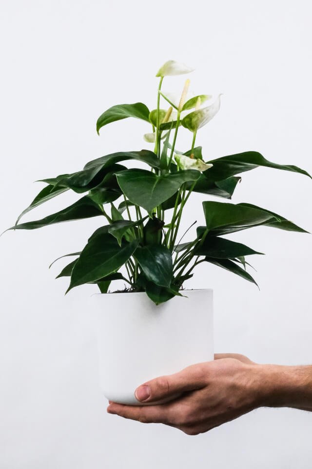 Golden Pothos Pole - immagine 2