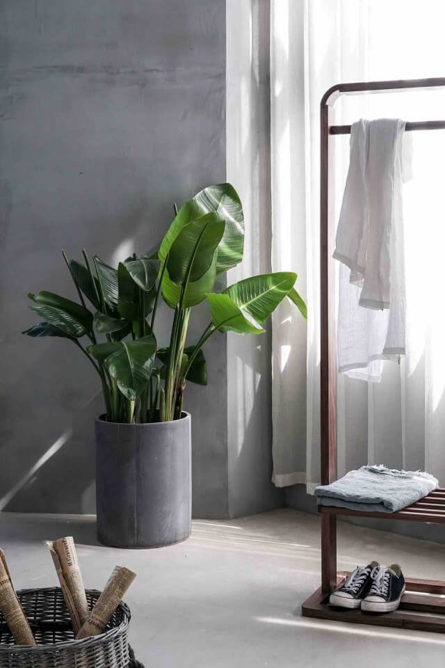 Bird of Paradise - immagine 2