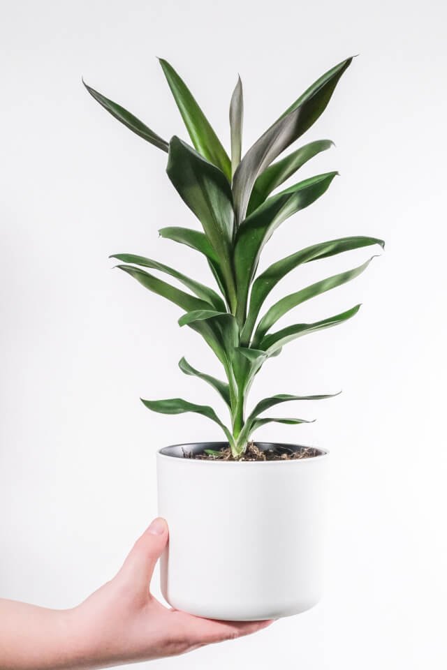 Dracaena Lisa - immagine 2