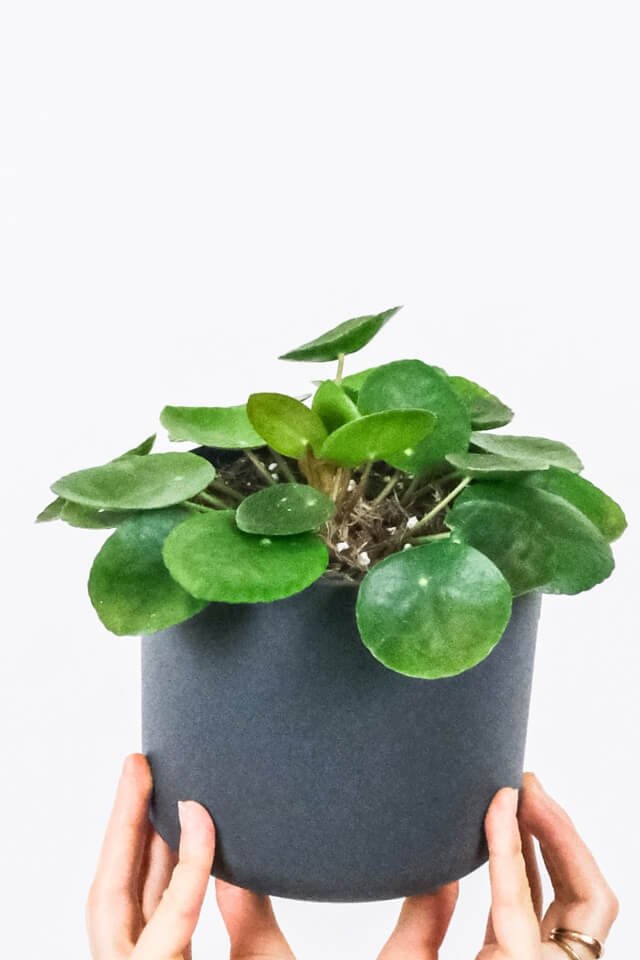Peperomia Lemon Lime - immagine 2